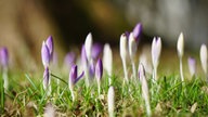 Ihre schönsten Frühlingsboten