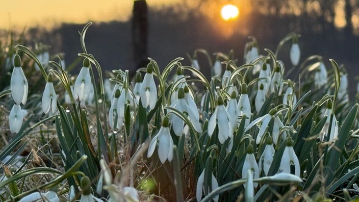Ihre schönsten Frühlingsboten