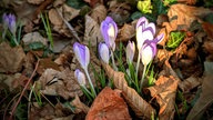 Ihre schönsten Frühlingsboten