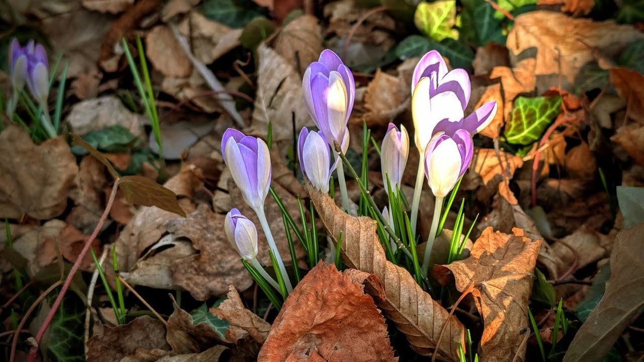 Ihre schönsten Frühlingsboten