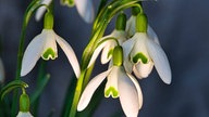 Ihre schönsten Frühlingsboten