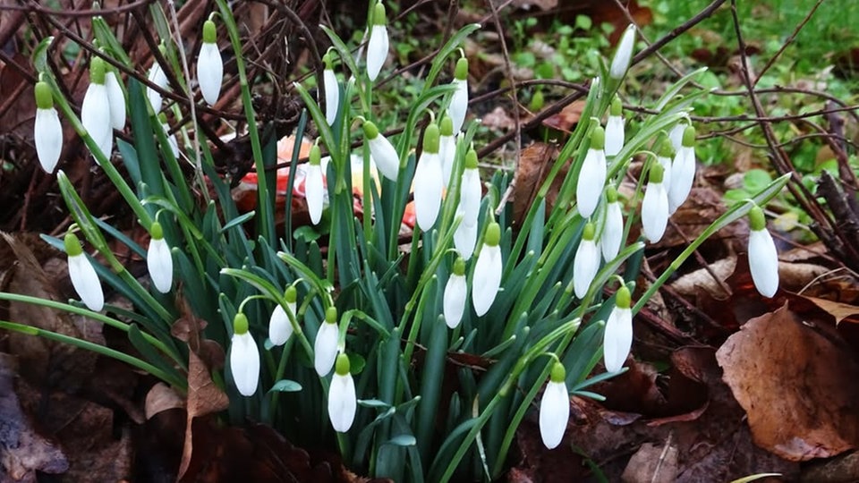 Ihre schönsten Frühlingsboten