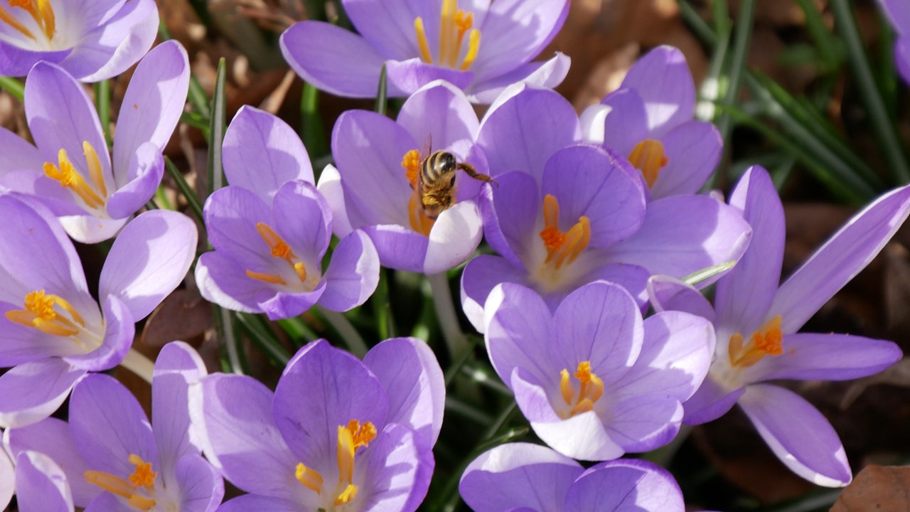 Ihre schönsten Frühlingsboten