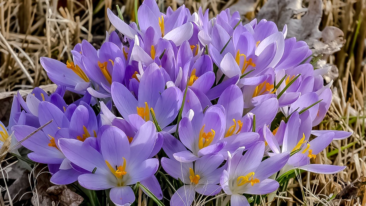 Ihre schönsten Frühlingsboten