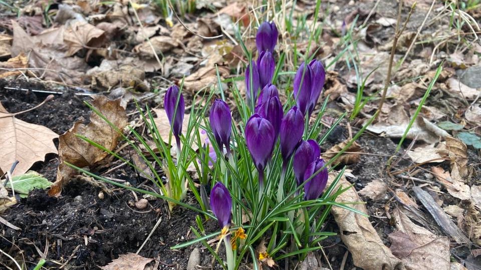 Ihre schönsten Frühlingsboten