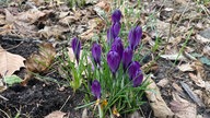 Ihre schönsten Frühlingsboten