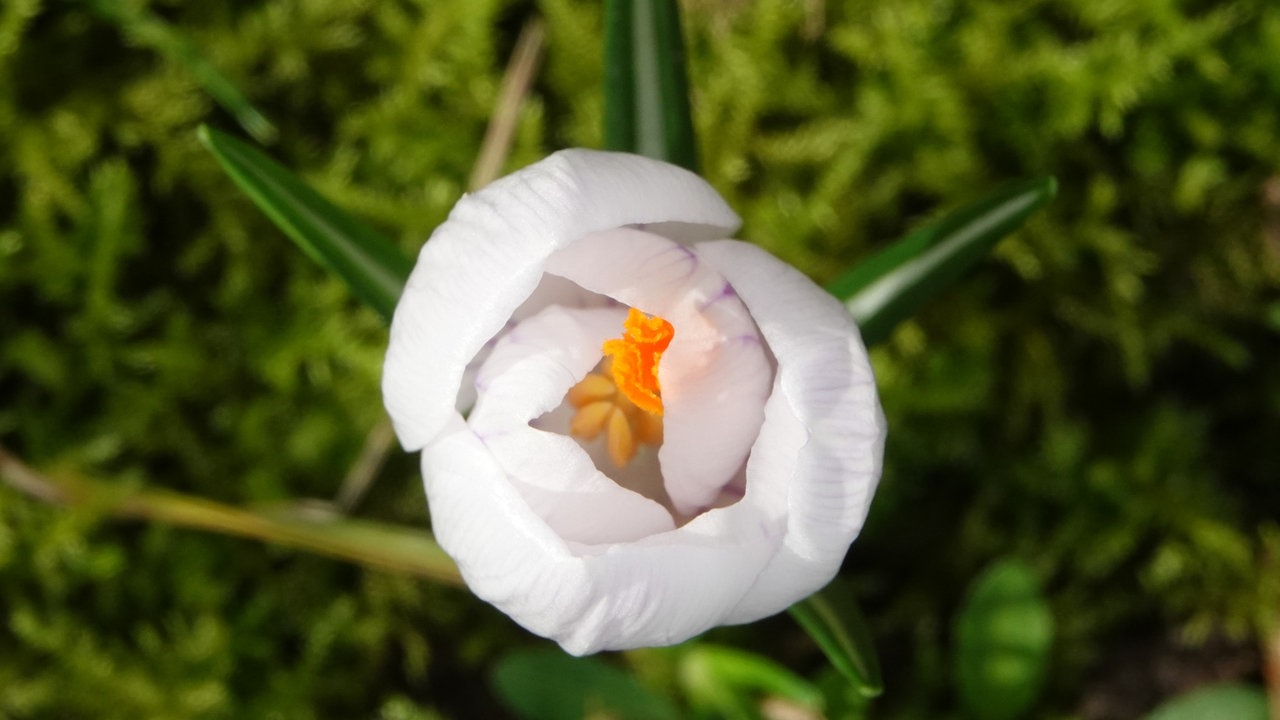 Ihre schönsten Frühlingsboten