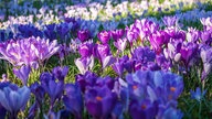 Ihre schönsten Frühlingsboten