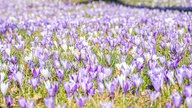 Ihre schönsten Frühlingsboten