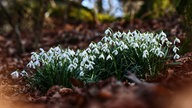 Ihre schönsten Frühlingsboten