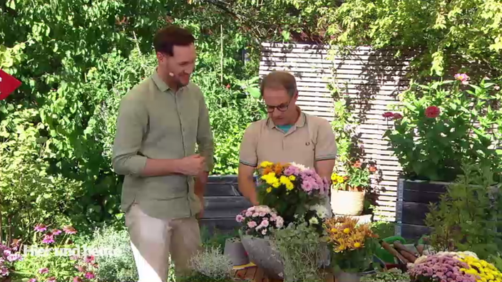 Chrysanthemen