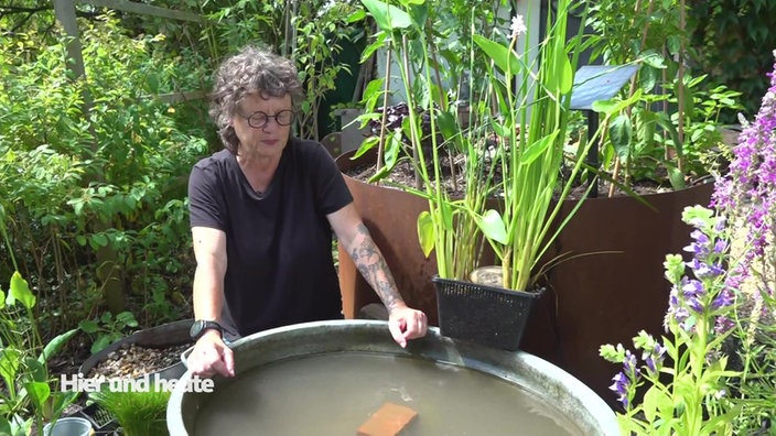 Garten unterwegs: Miniteich für den Balkon 