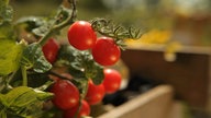 Tomatenpflanzen mit reifen, roten Früchten in Großaufnahme