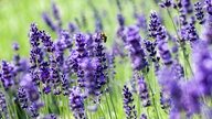 Lavendel 
