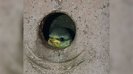 Gartenvögel