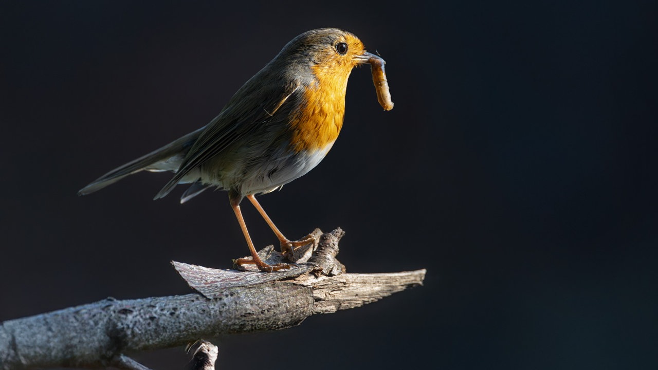 Gartenvögel