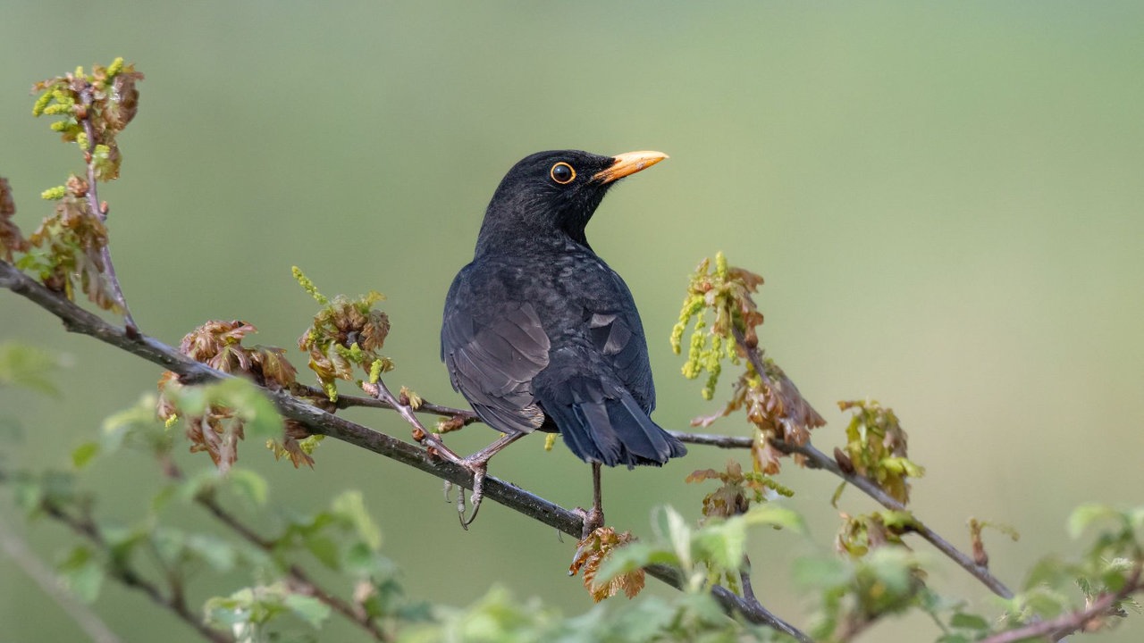 Gartenvögel