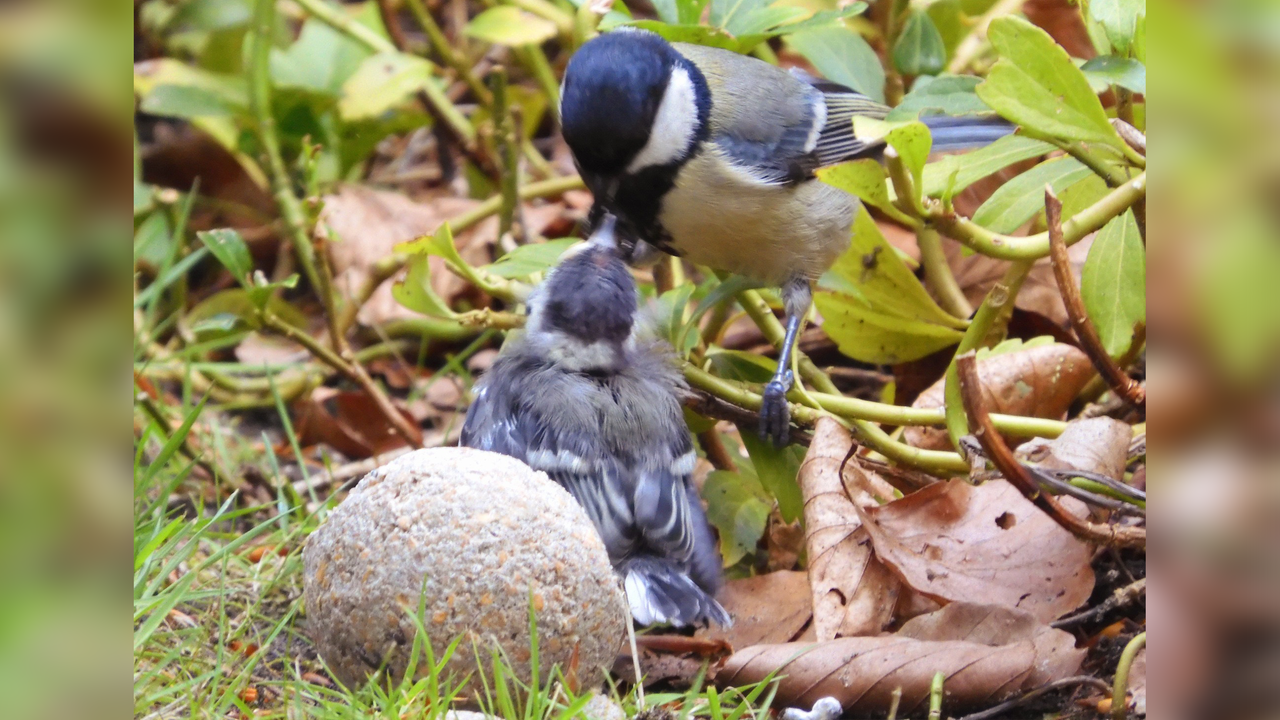 Gartenvögel