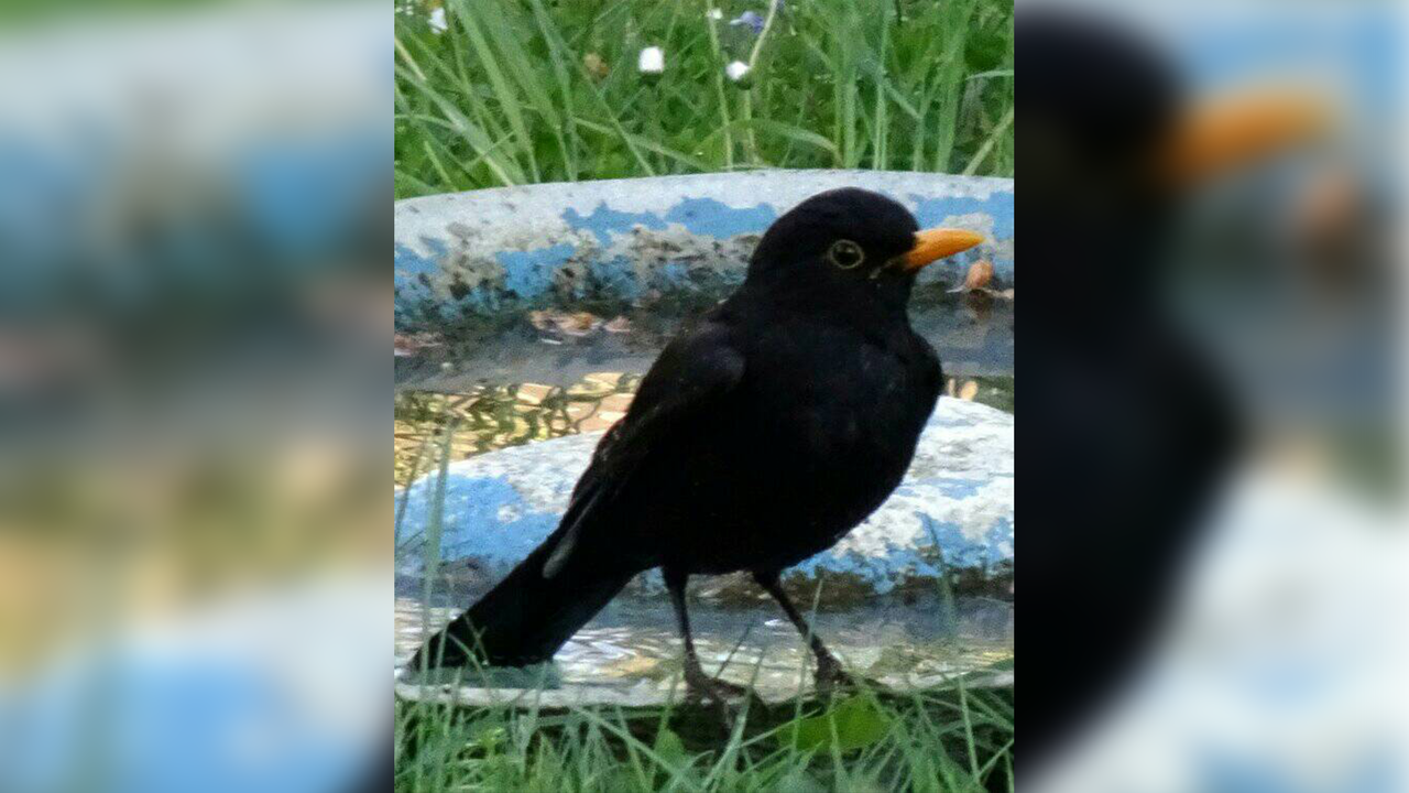 Gartenvögel