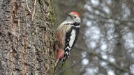 Gartenvögel