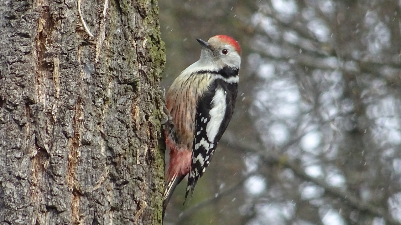 Gartenvögel