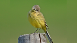 Gartenvögel