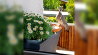 Gartenvögel