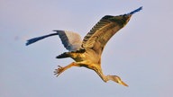 Gartenvögel