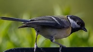 Gartenvögel