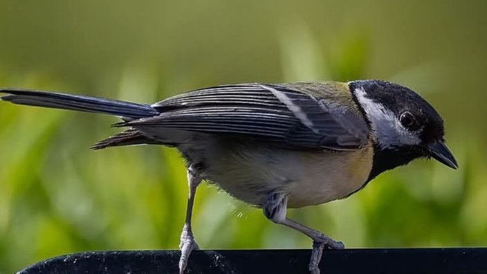 Gartenvögel