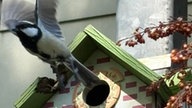 Gartenvögel