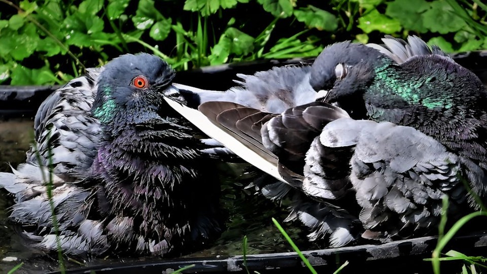 Gartenvögel