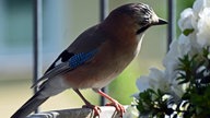Gartenvögel