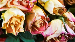 getrocknete Rosen