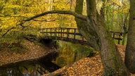 Eine Brücke in einem herbstlichen Wald führt über einen ruhigen Bachlauf.