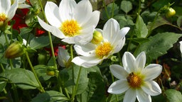 Anemonenblume mit Insekten.