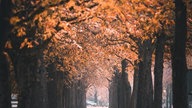 Herbstallee