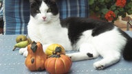 Herbstdeko