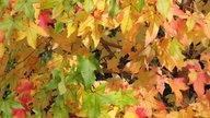 Ihr schönstes Herbstlaub