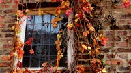 Ihr schönstes Herbstlaub