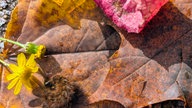 Ihr schönstes Herbstlaub