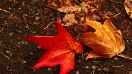 Ihr schönstes Herbstlaub