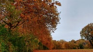 Ihr schönstes Herbstlaub