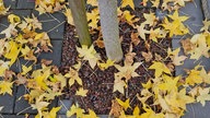 Ihr schönstes Herbstlaub