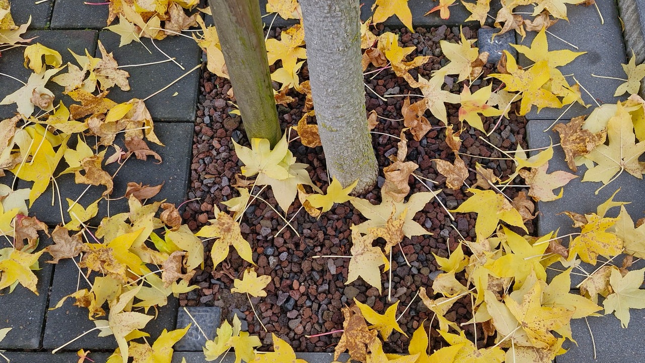 Ihr schönstes Herbstlaub
