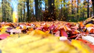 Herbstlaub 