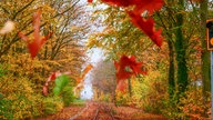Herbstlaub 