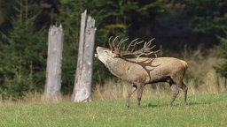 Ein Hirsch in der Brunft
