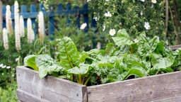 Hochbeet