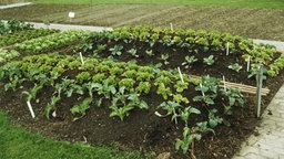 Hügelbeet